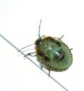 https://www.gregburt.com/blogimages/2006/09/greenbug-thumb.jpg