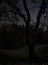 https://www.gregburt.com/blogimages/2006/11/moonlit%20tree-thumb.jpg