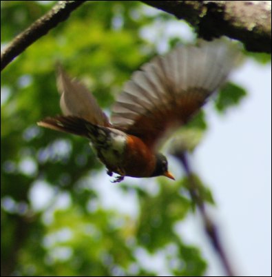 Robin%20in%20Flight.jpg