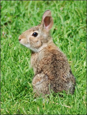 rabbit-close-sm2.jpg
