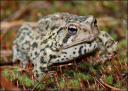 https://www.gregburt.com/blogimages/2007/10/fowlers%20toad-blog-thumb.jpg