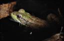 https://www.gregburt.com/blogimages/2007/10/frog-blog-thumb.jpg