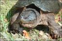https://www.gregburt.com/blogimages/2007/10/snapping%20turtle-thumb.jpg
